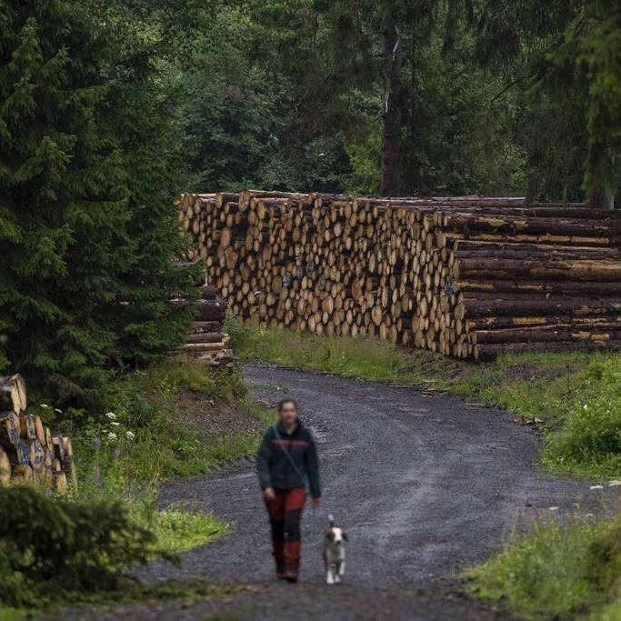 Bark beetles are eating through Germany's Harz forest. Climate change is making matters worse